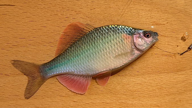 20241010N-1.jpg
